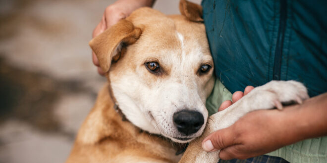 Live Large, adopt a big dog at the San Bernardino Animal Shelter