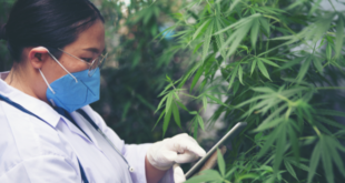 Teamsters Union introduces cannabis cultivation training program