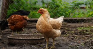 Rising prices and supply chain issues making people look into raising chickens