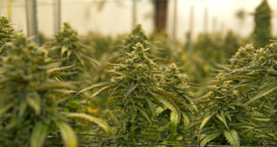 San Bernardino County sponsors bills targeting illegal cannabis