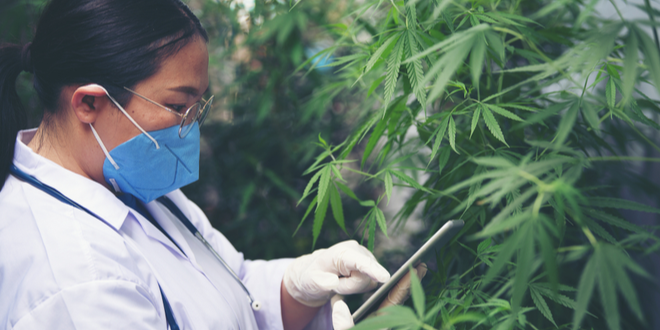 Teamsters Union introduces cannabis cultivation training program