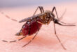 Mosquitoes in San Bernardino test positive for West Nile Virus