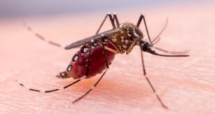 Mosquitoes in San Bernardino test positive for West Nile Virus
