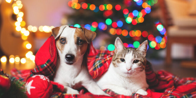 Tips for keeping your pets safe this holiday season