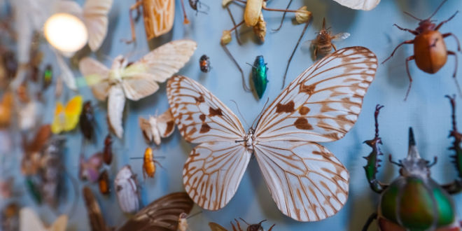 Arthropolooza: The Ultimate Bugfest returns to museum
