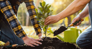 Adopt-a-tree program to provide trees for public spaces