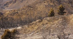 Federal funding will help reduce wildfire risk in San Bernardino Valley