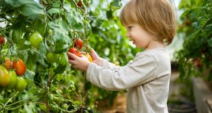 Food bank’s free children’s health and nutrition classes are back