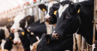 Bird flu found at four San Bernardino County dairy farms