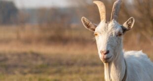 San Manuel Fire Department deploys goats for fire prevention