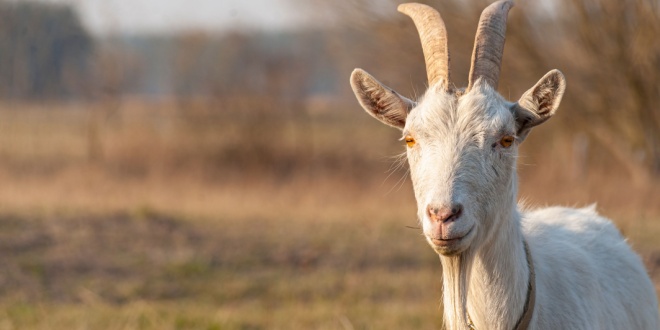 San Manuel Fire Department deploys goats for fire prevention