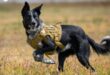 Norton the SBD Fly dog turns four