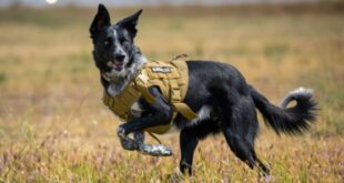 Norton the SBD Fly dog turns four