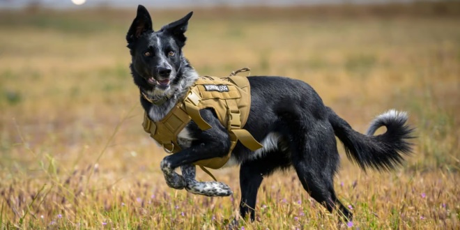 Norton the SBD Fly dog turns four